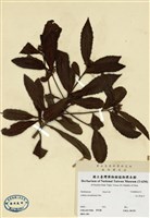 藏品(玉山紫金牛)的圖片